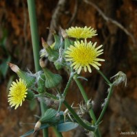 Sonchus oleraceus L.